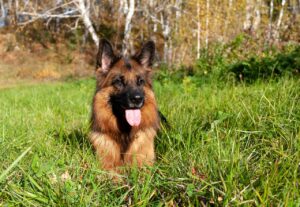 12 Most Obedient Dog Breeds: We Countdown The Dogs That
Always Follow Commands