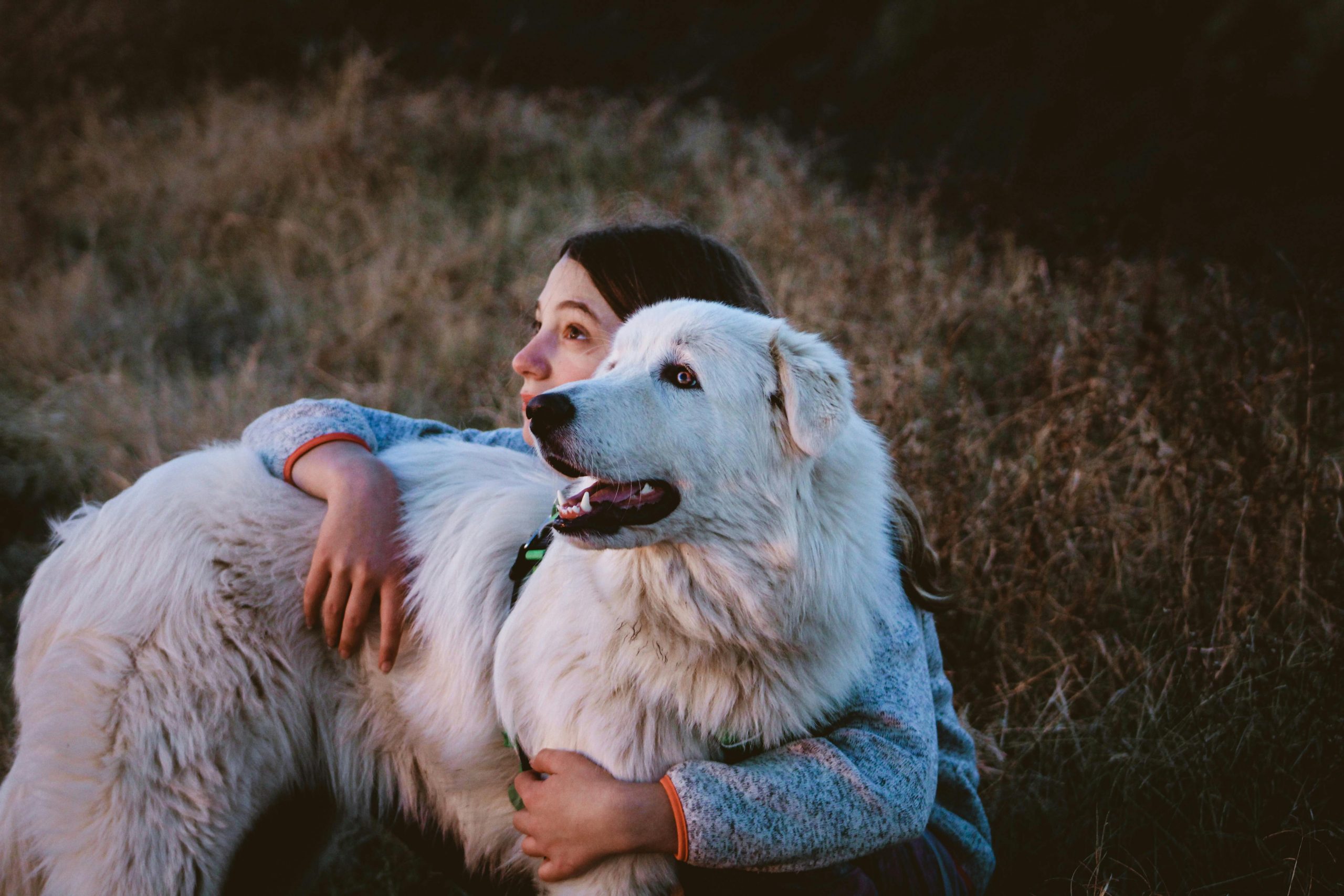 12 Most Vigilant Dog Breeds: We Countdown The Dogs That Are
Always on Guard