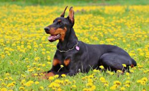 17 Dog Breeds That Are Born to Guard