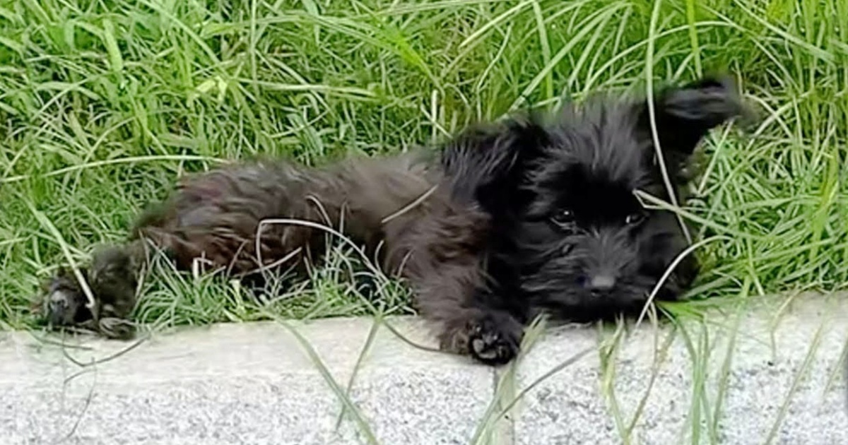 A Trail Of Food Was Laid Out For Puppy Who Was Withering
Away