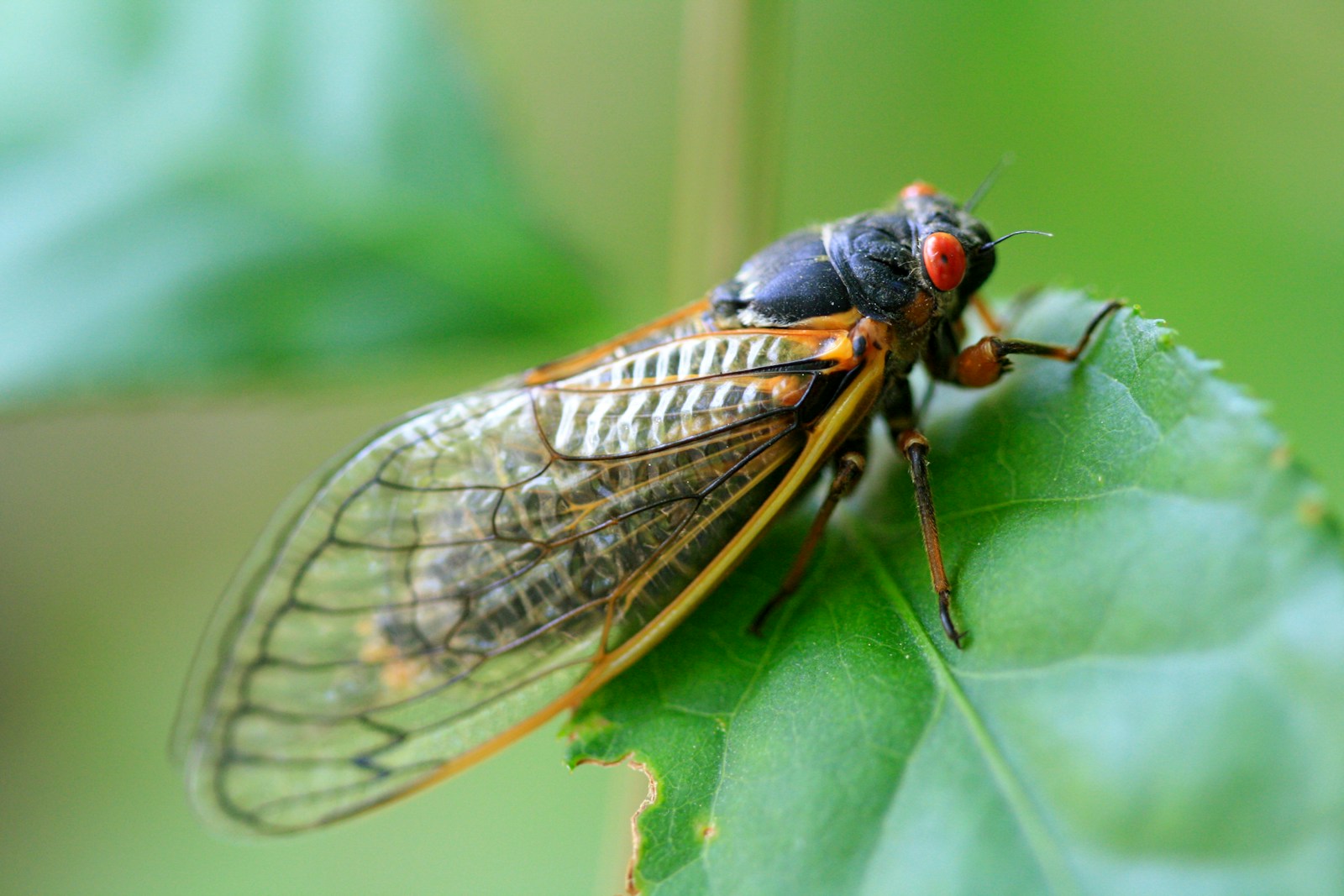 a close up of a cicada on a leaf