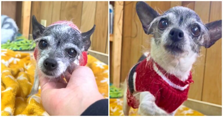 Chihuahua Taken To Shelter Because She Wants To Sleep In Her
Parents’ Bed