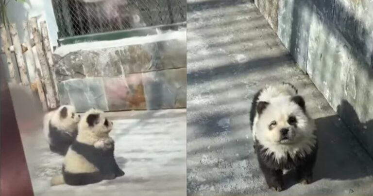 Chinese Zoo Receives Backlash For Pandas But They’re ‘Not
Pandas’ At All