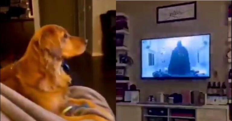 Dog Hides Behind Couch While Watching Darth Vader in ‘Star
Wars’