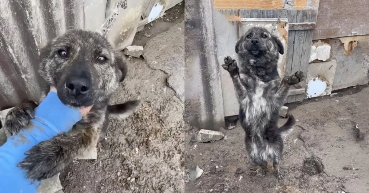 Dog Left In The Cold ‘In Chains’ Refuses To Let Go Of
Helper’s Hand