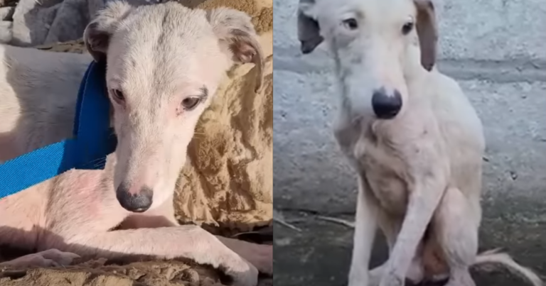 Hairless Dog Amazes Everyone With His ‘Transformation’ Into
A Fluffy Pup