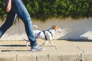 Introduction to 10 Essential Dog Commands