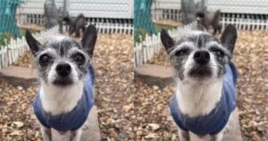 Little Chihuahua Sent to Shelter for Wanting to Sleep in Bed
with Owners