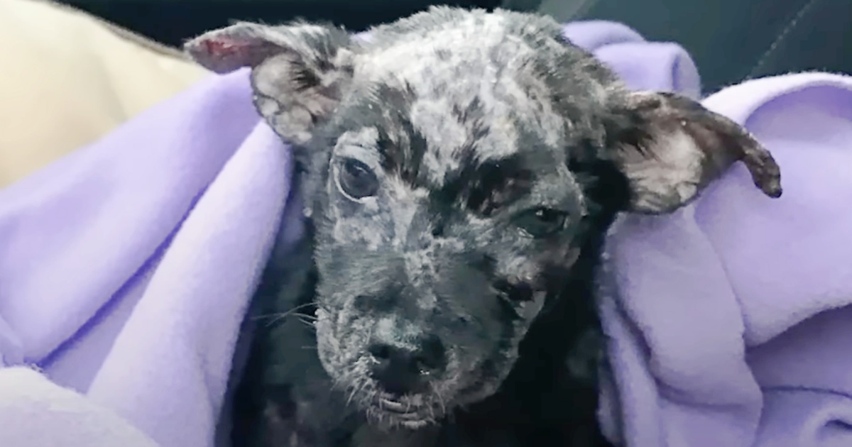 Man Put His ‘Blistered’ Puppy In Box And Placed Her On A
Shelter’s Doorsteps