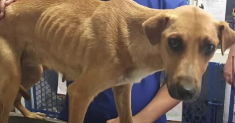 Owner Decides To Euthanize Her Dog Because ‘She Wasn’t A
Good Guard Dog’