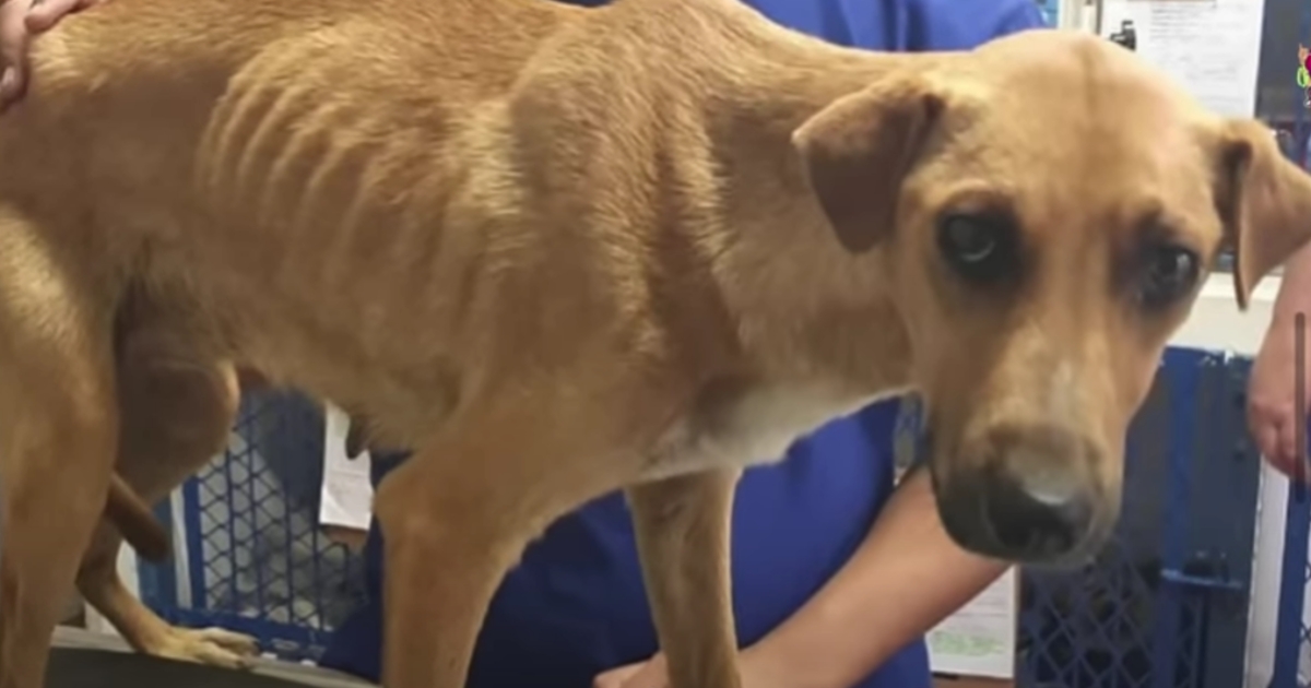 Owner Decides To Euthanize Her Dog Because ‘She Wasn’t A
Good Guard Dog’