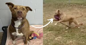 Pup Refuses To Be Alone And Played With “Imaginary Friends”
After Not Being Adopted