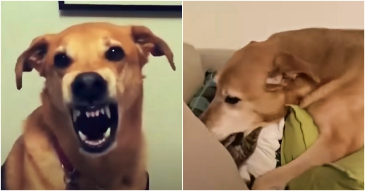 Seemingly Sweet Dog Aggressively Growls To Safeguard Tiny
Life