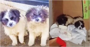 Sympathetic To Their Plight, Woman Adopts Pups But Left Them
Outside In 1°