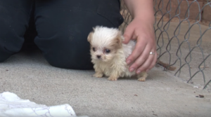 Tiny Pup Rescued From A Puppy Mill Is Introduced To A New
Friend To Start His New Life