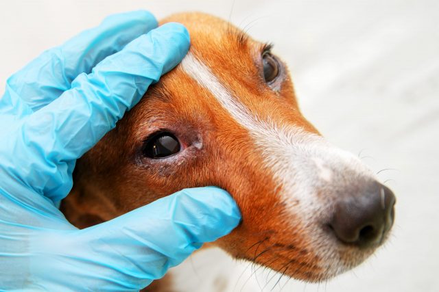 What are Common Eye Problems in Dogs?