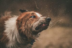 10 Dog Breeds That Drool the Most