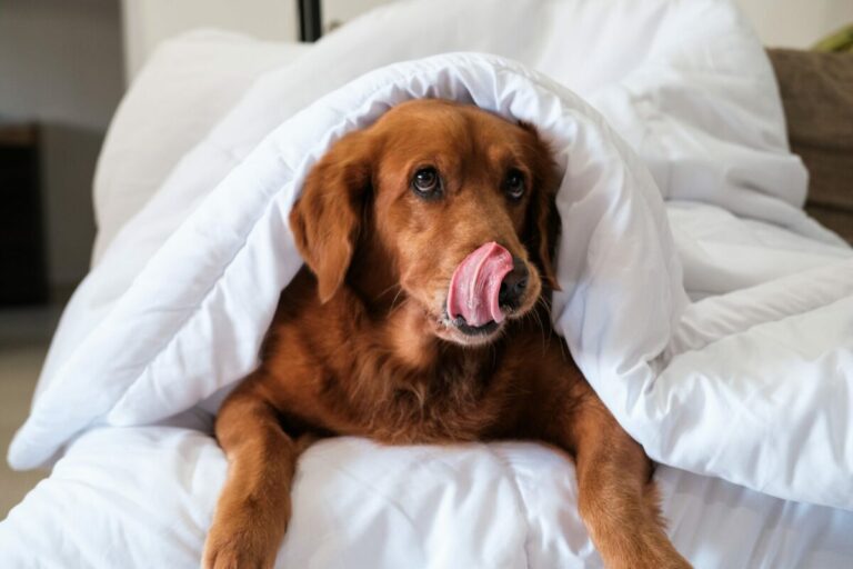 11 Dog Breeds Most Likely To Take Over Your Bed