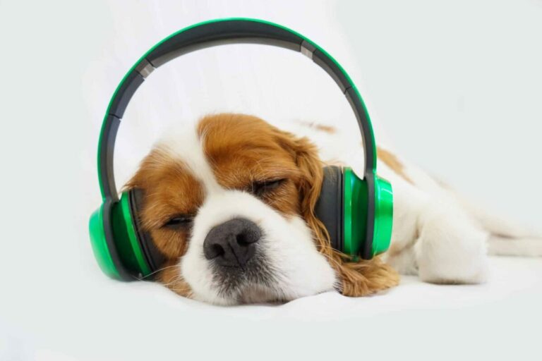 9 Dog Breeds Who Absolutely Love Music