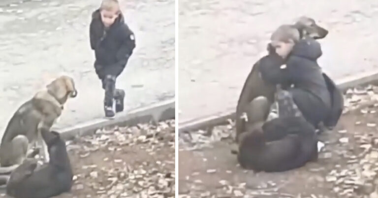 Stranger ‘Sees’ Little Boy Stopping To Hug Some Street Dogs
On His Way To School