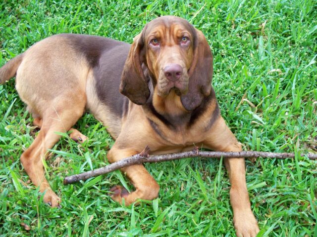 When Does a Bloodhound Reach Old Age?