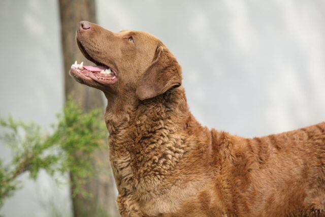 When Does a Chesapeake Bay Retriever Reach Old Age?