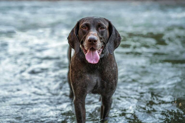 When Does a German Shorthaired Pointer Reach Old
Age?