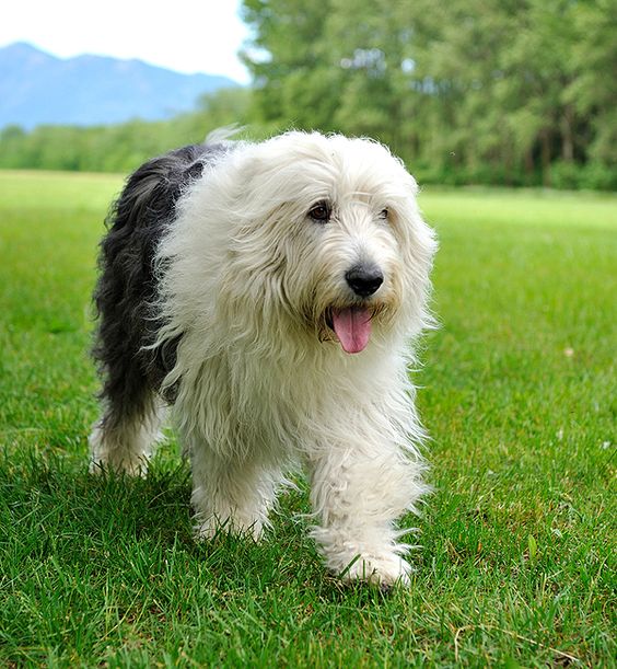 When Does a Old English Sheepdog Reach Old Age?