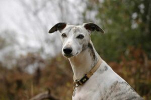 When Does a Whippet Reach Old Age?