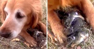 Woman Thinks Her Dog Caught Baby Birds, Then She Looked
Between The Dog’s Paws