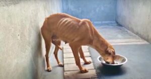 ‘Failed’ Guard Dog Ate Her Last Meal But Vet Couldn’t Put
Her Down