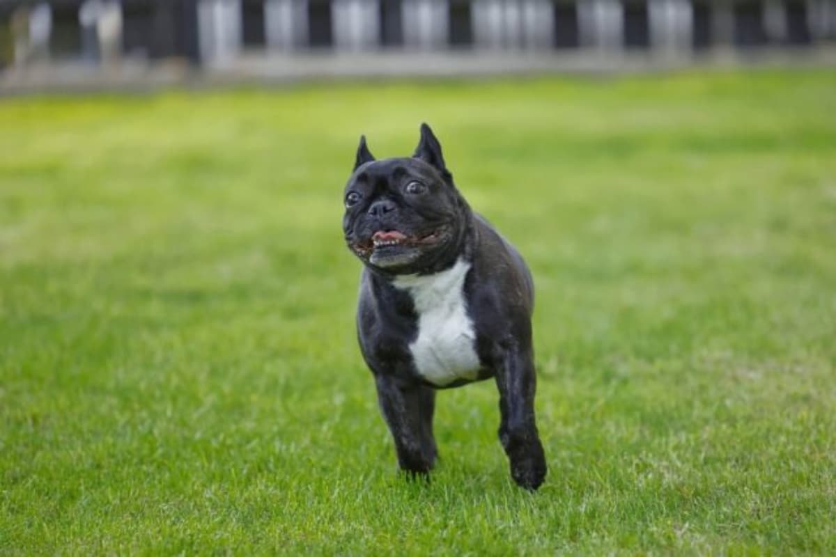 10 Best Dog Breeds For Someone In Their 40s