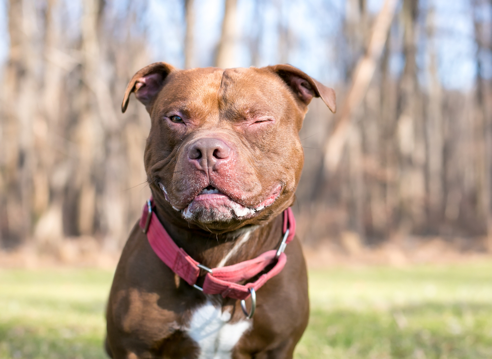 red and white pitbull