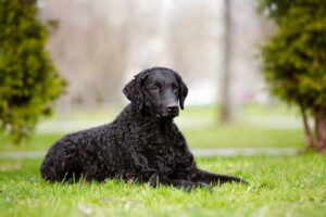 10 Curly-Haired Dog Breeds