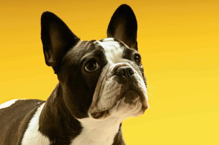 10 Dog Breeds Similar To Boston Terriers