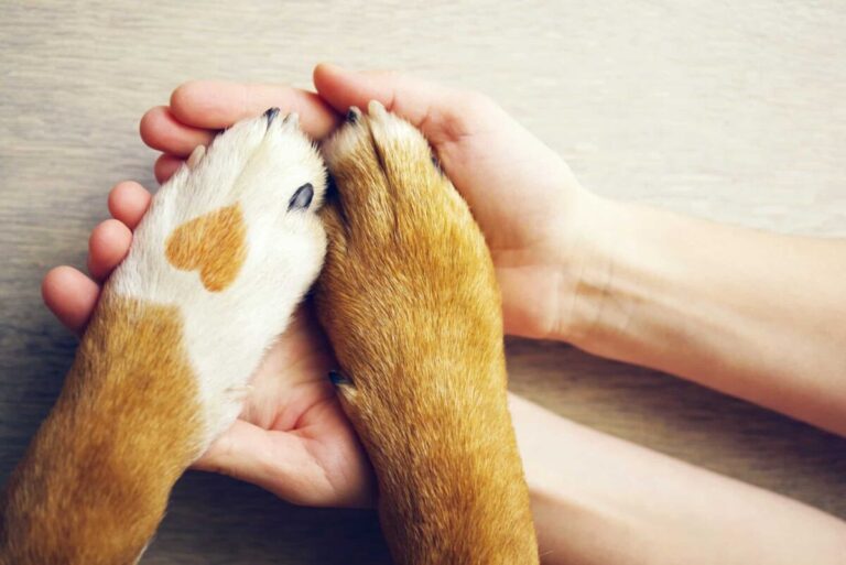 10 Dog Breeds That Thrive on Human Companionship