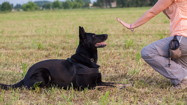 10 Most Obedient Dog Breeds: Info, Pictures &amp;
Facts