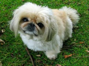 10 Most Relaxed Dog Breeds for Easygoing Owners