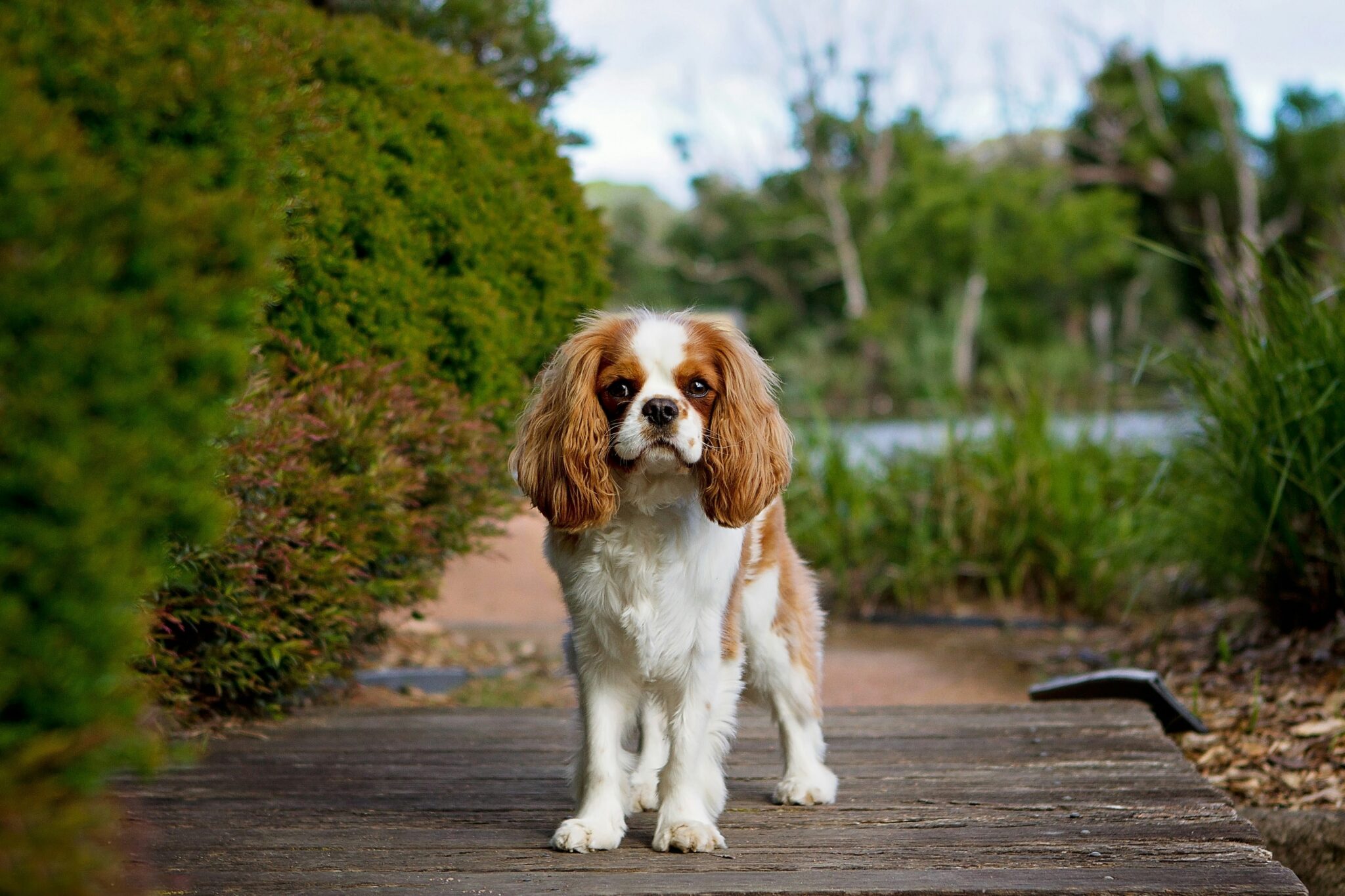 11 Best Dog Breeds for Quiet Apartments