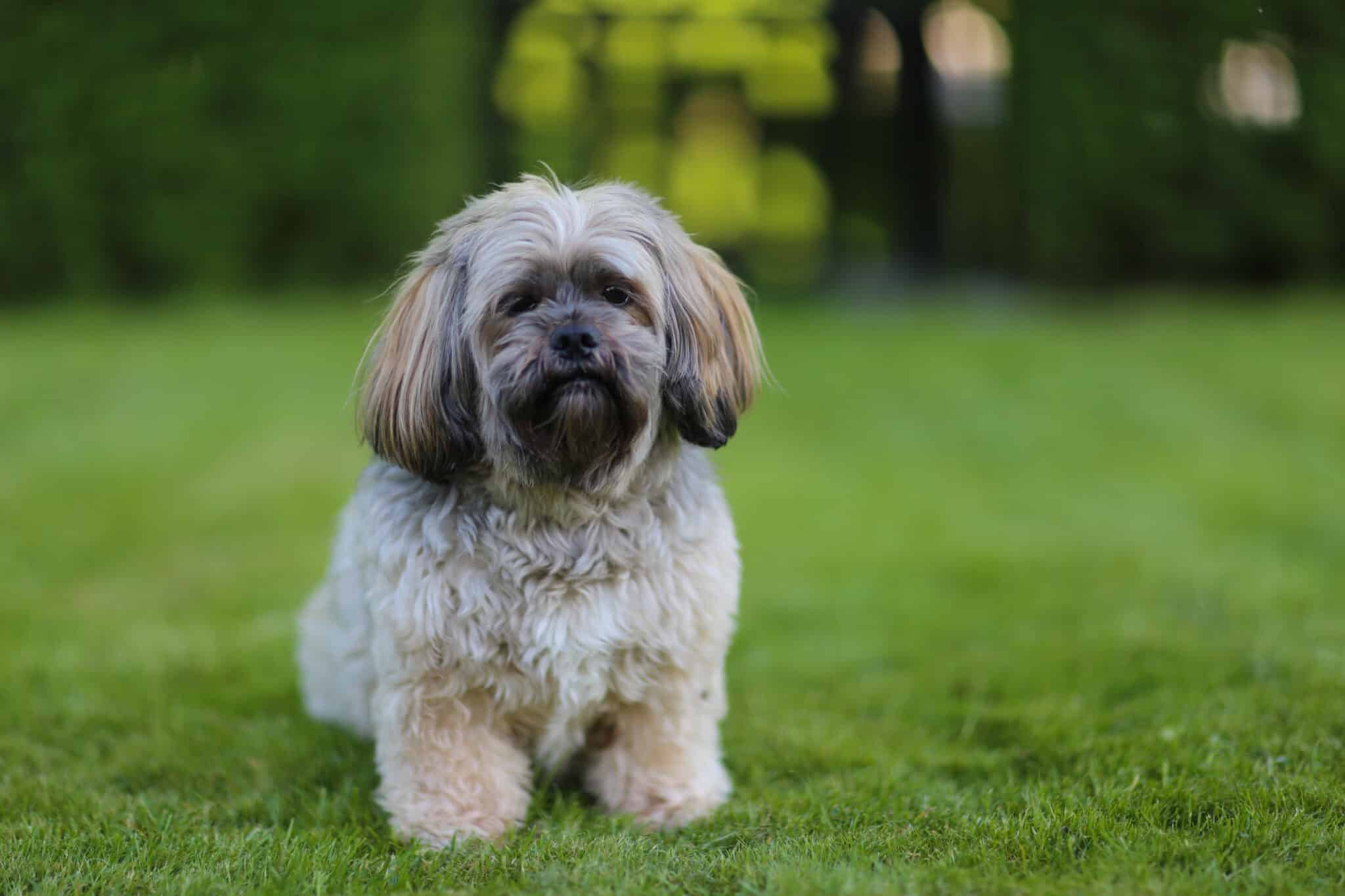 11 Dog Breeds That Are Surprisingly Great for Apartment
Living