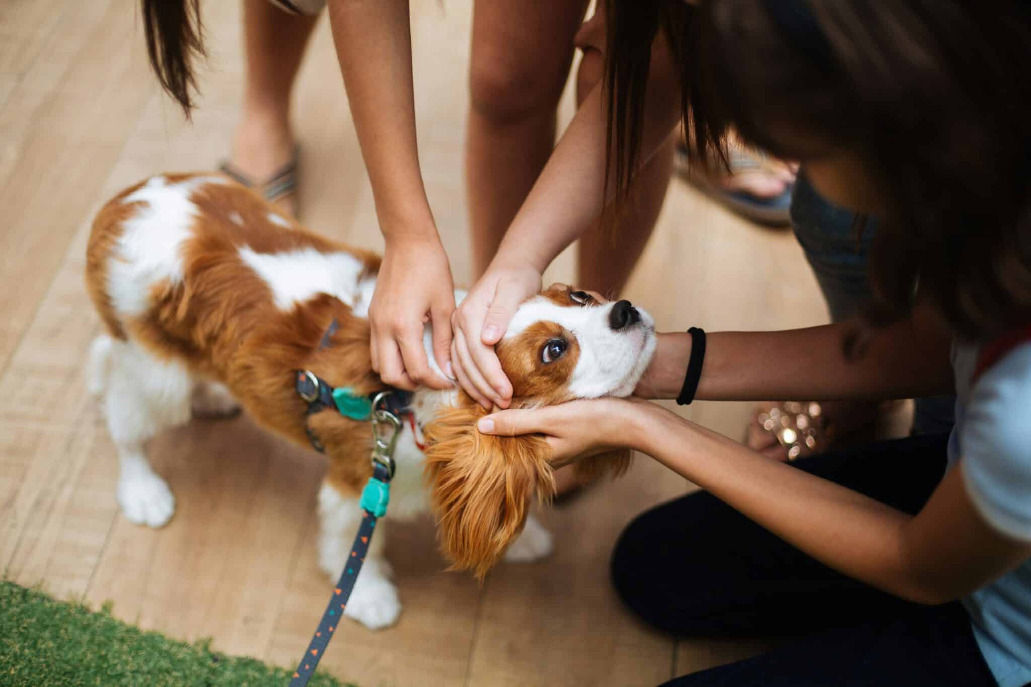 11 Dog Breeds That Form the Strongest Bonds With Their Human
Families