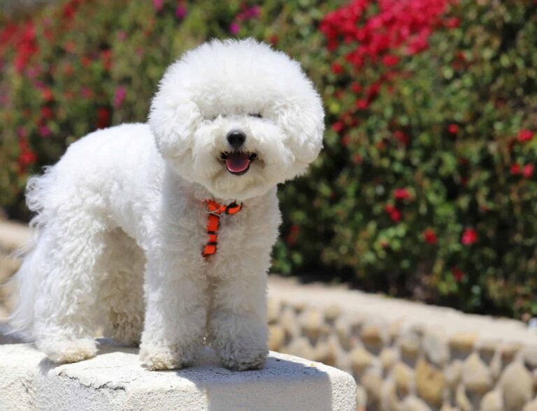 11 Dog Breeds That Look Like Puppies At Any Age