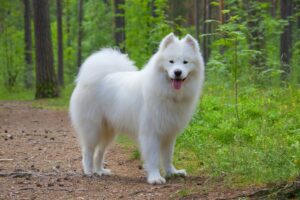 11 Dog Breeds with the Fluffiest Tails