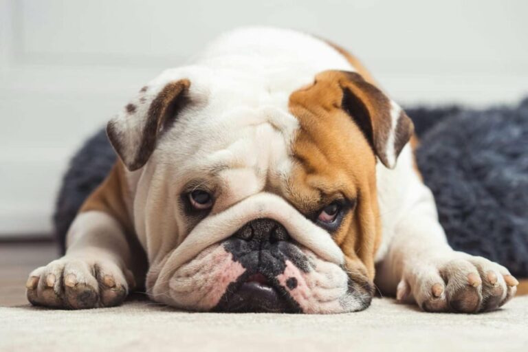 11 Dog Breeds with the Goofiest Sleeping Positions