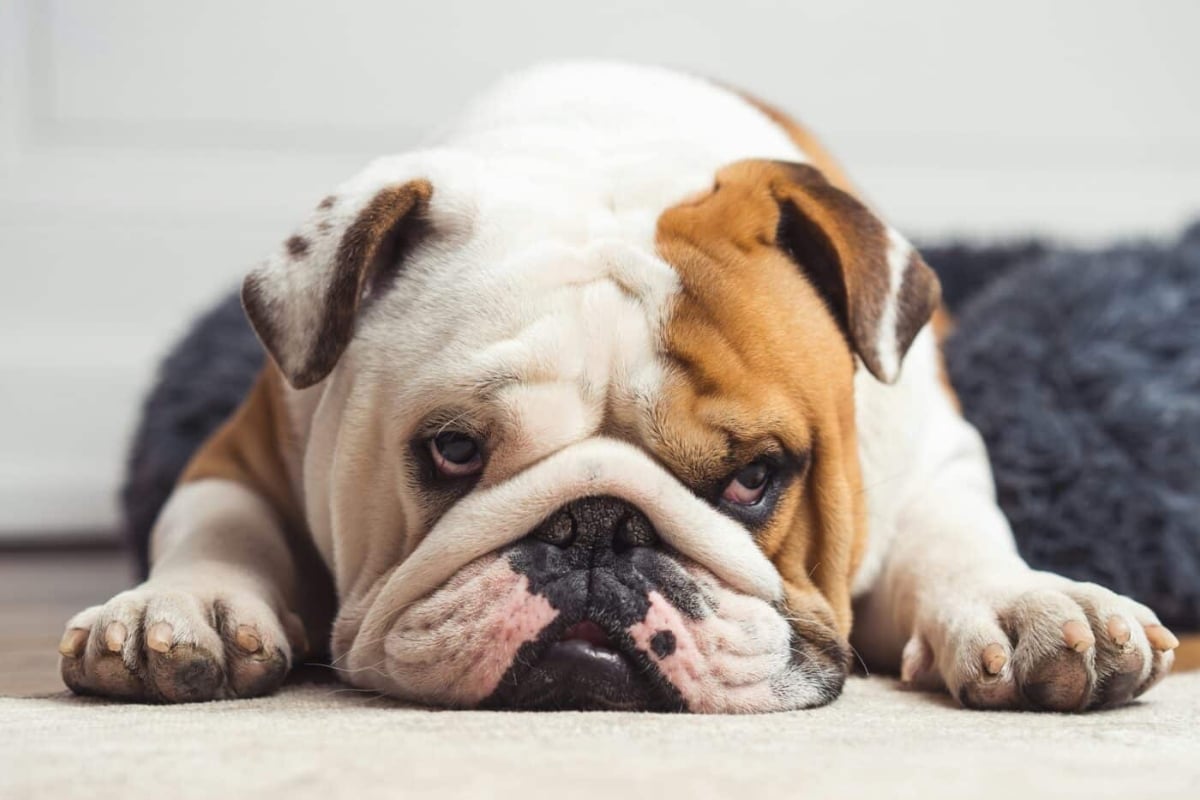 11 Dog Breeds with the Goofiest Sleeping Positions