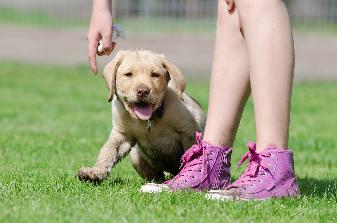 11 Puppy Breeds Known For Their Fast Learning &amp; Easy
Training