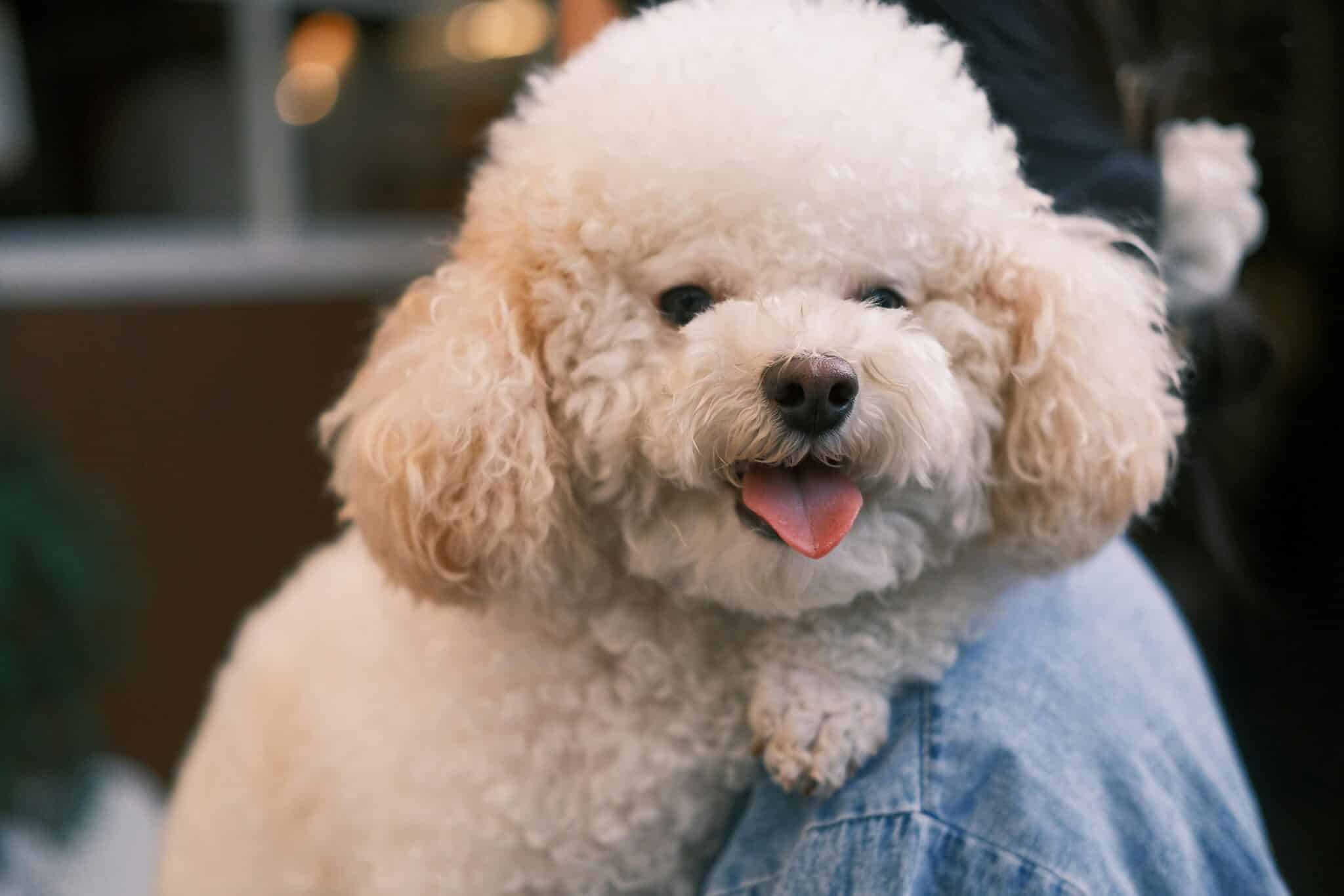 11 Puppy Breeds With the Fluffiest Coats for Ultimate Cuddle
Sessions