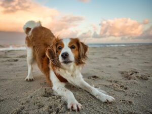 11 Rare Dog Breeds That Show Remarkable Longevity and Health
into Old Age