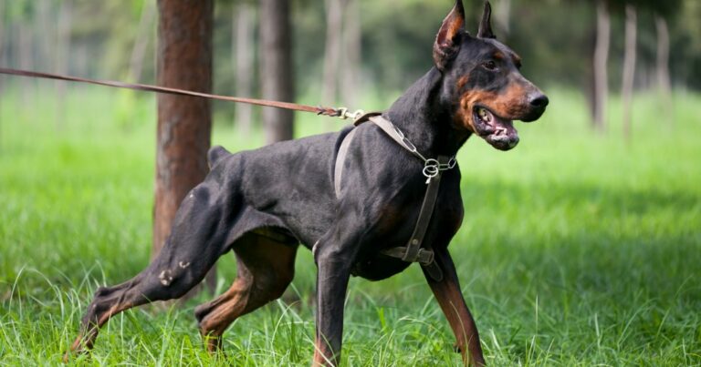 12 Best Dog Breeds For Personal Protection