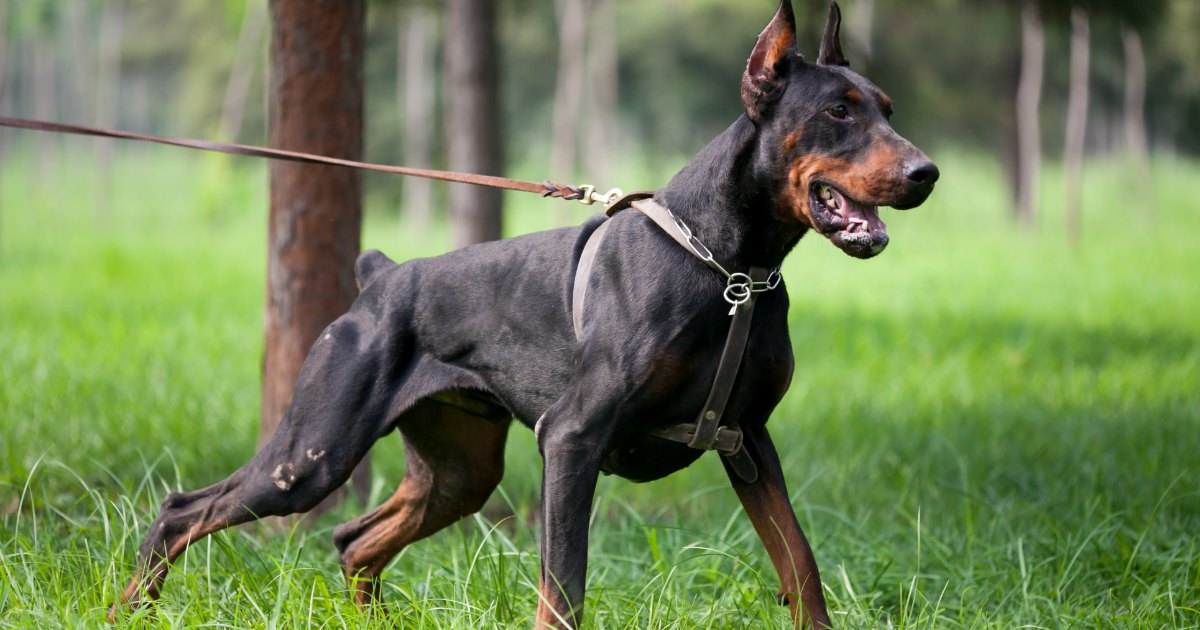 12 Best Dog Breeds For Personal Protection